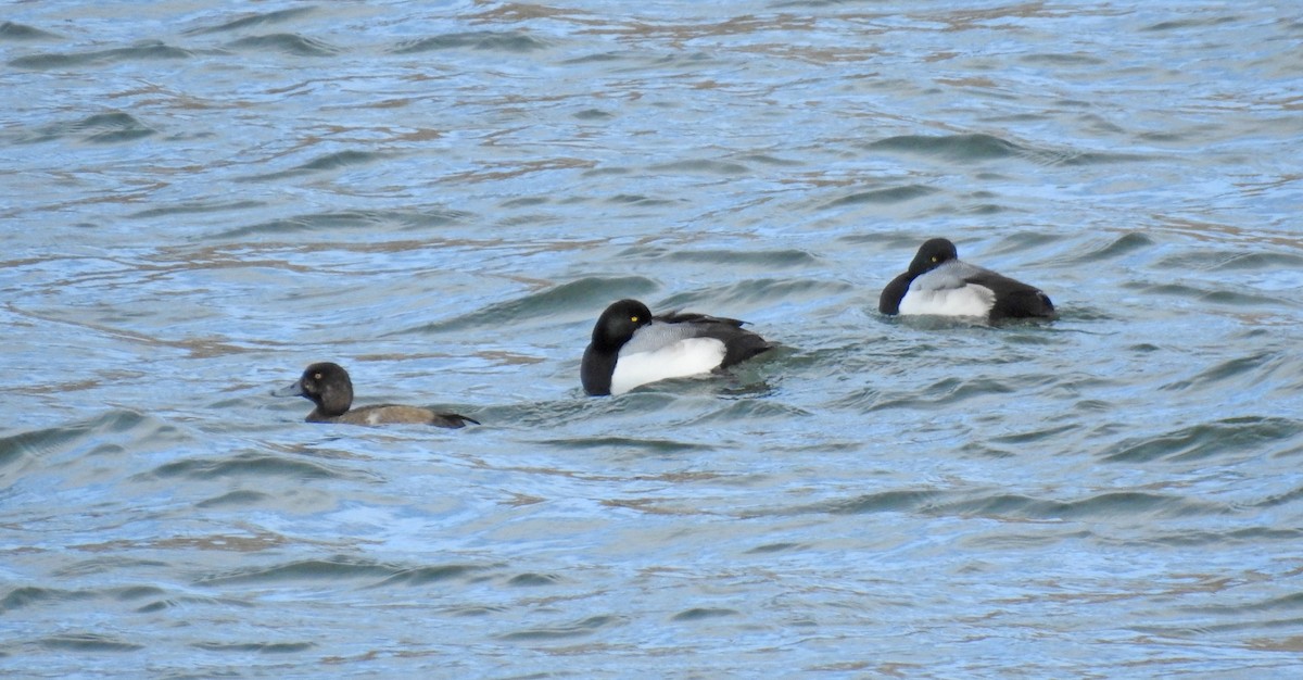 Greater Scaup - Sharon Dewart-Hansen