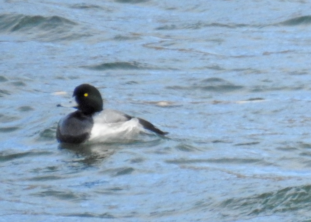 Greater Scaup - Sharon Dewart-Hansen