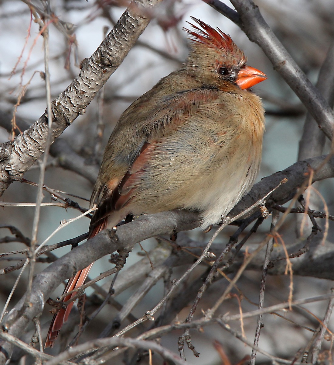 Northern Cardinal - Helga Knote