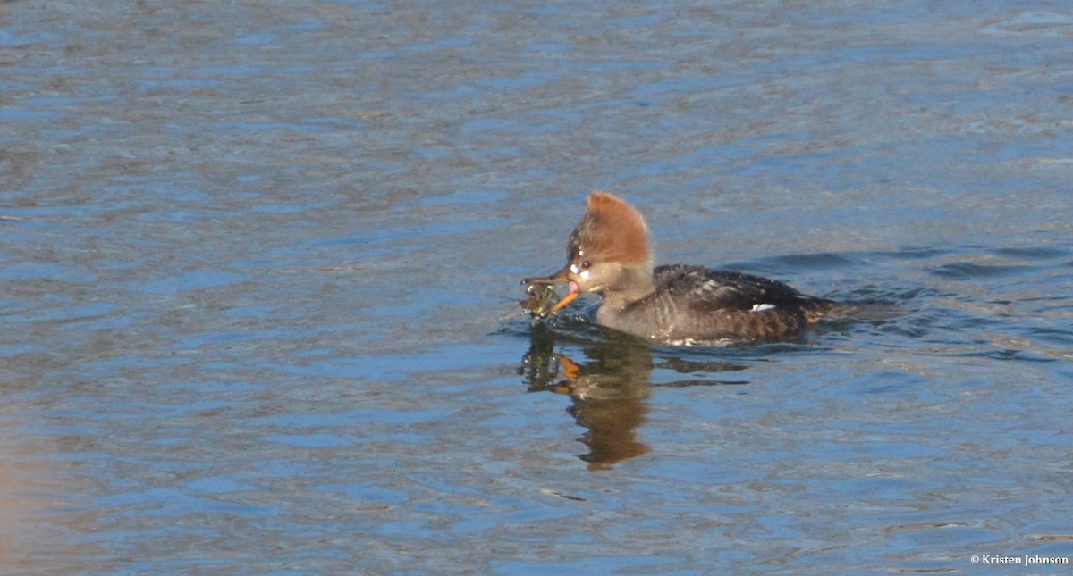 Hooded Merganser - Kristen Johnson