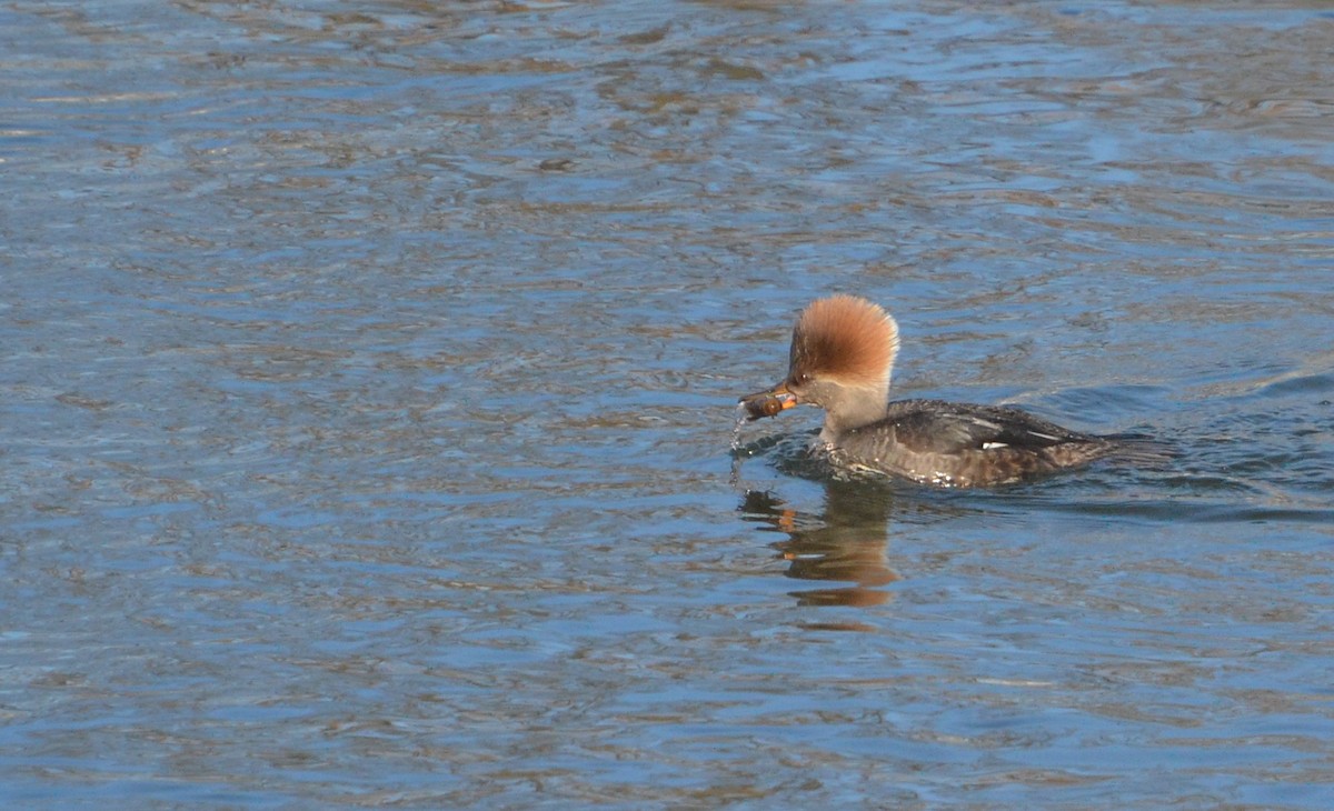 Hooded Merganser - Kristen Johnson