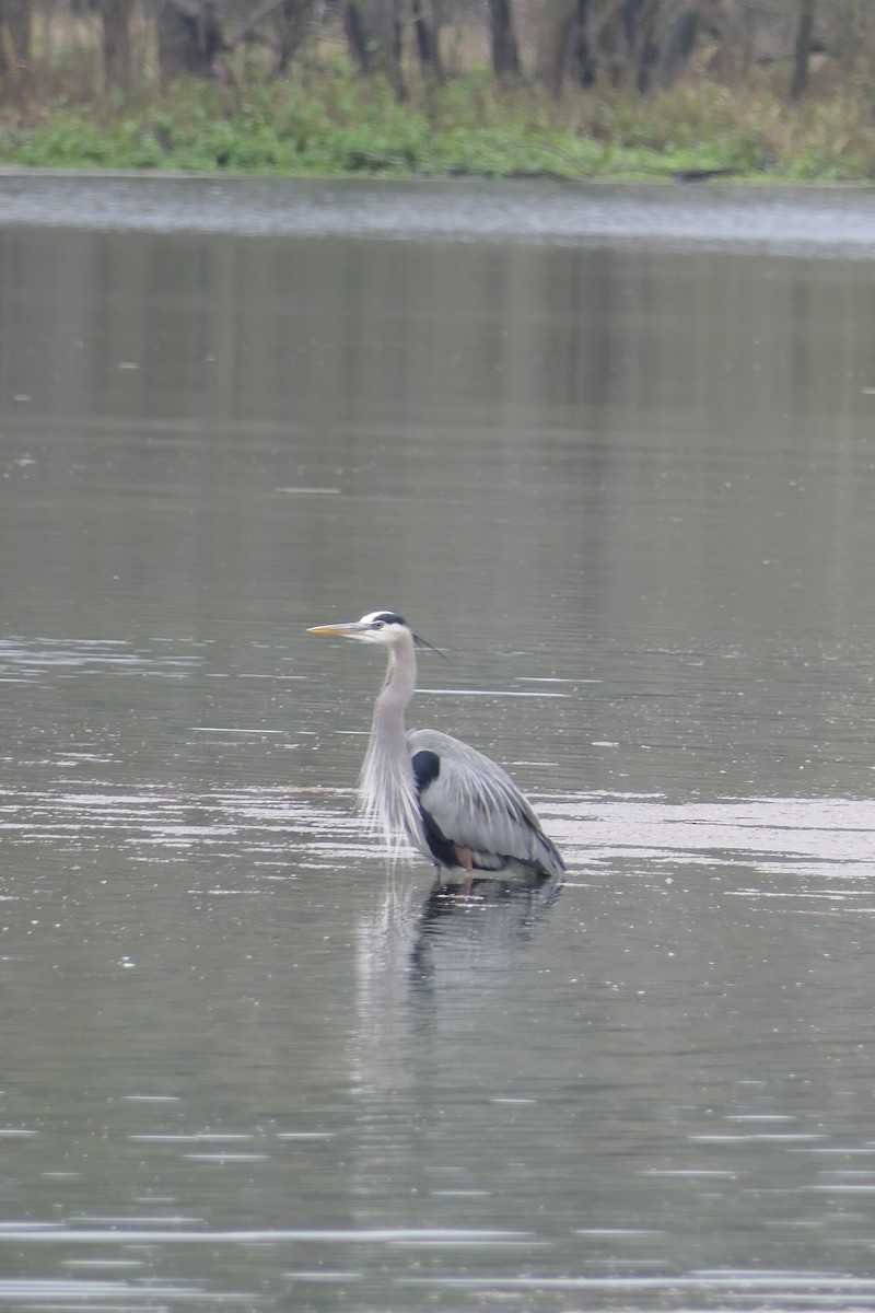 Great Blue Heron - Mark Brazzil