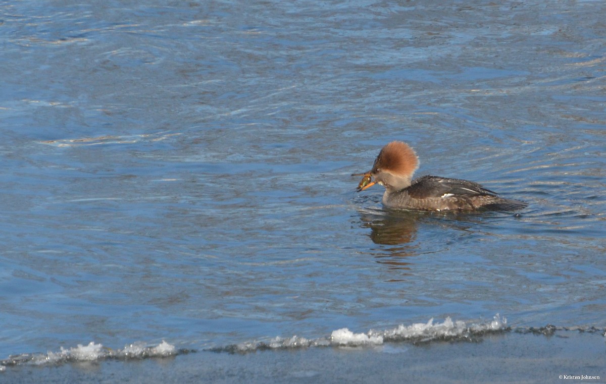 Hooded Merganser - Kristen Johnson