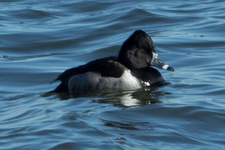 Ring-necked Duck - ML81046061