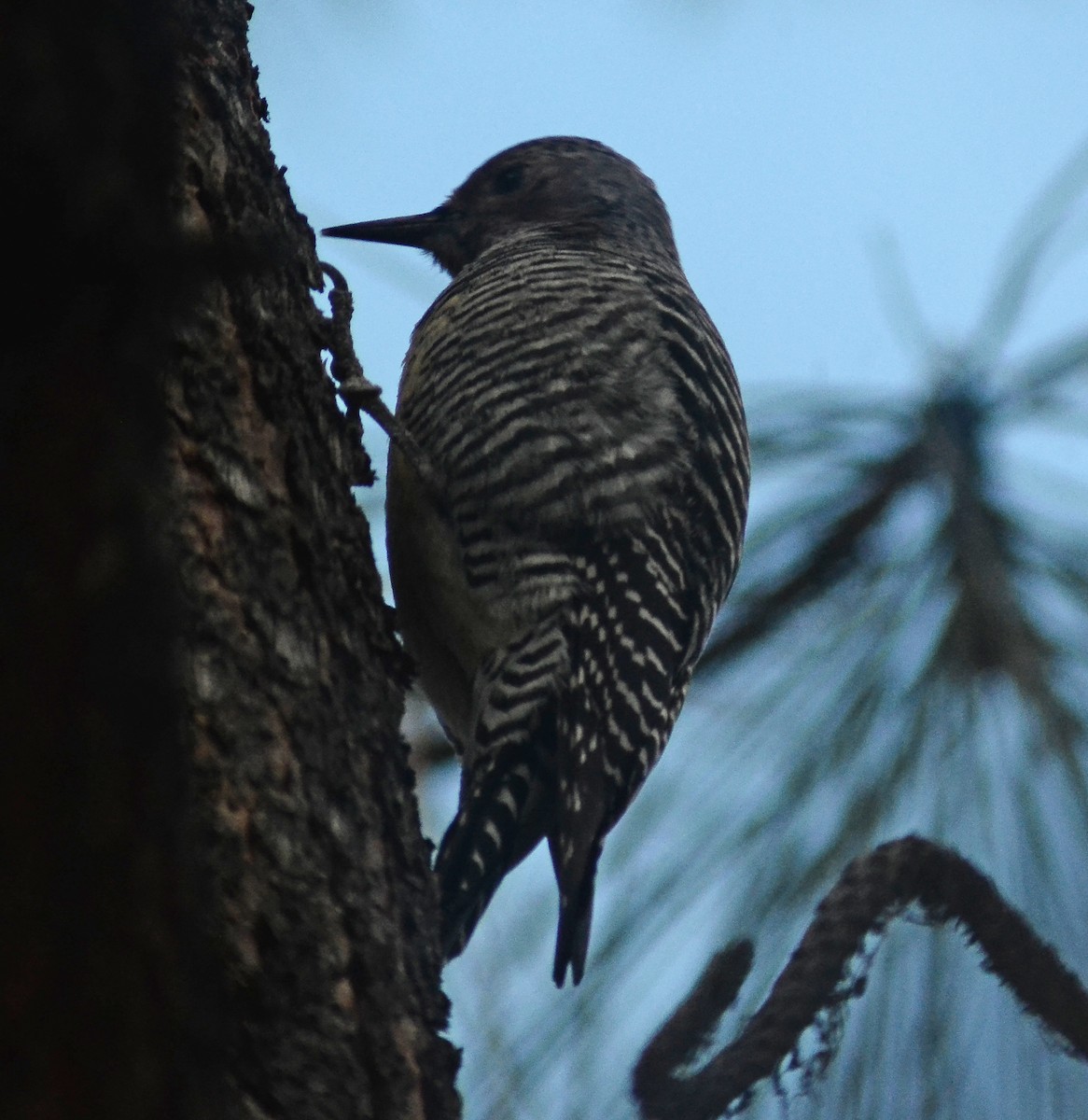 Williamson's Sapsucker - ML81046871