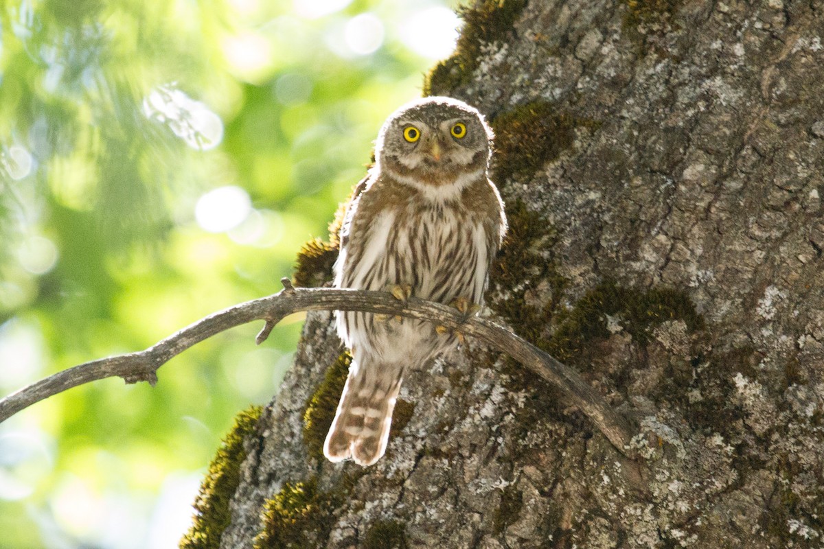 Northern Pygmy-Owl - Donna Pomeroy