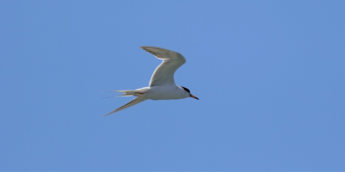 Forster's Tern - ML81048321