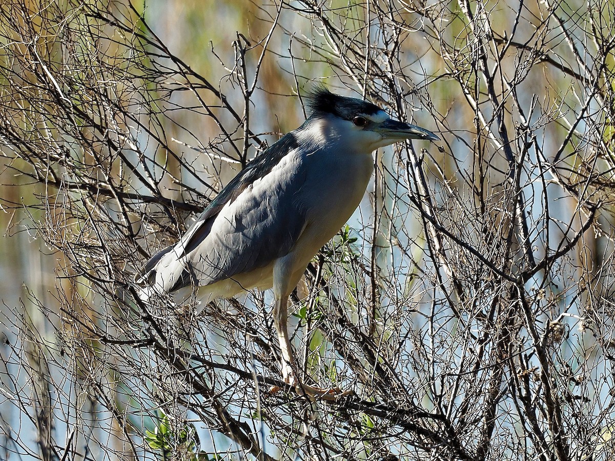 Black-crowned Night Heron - ML81050431