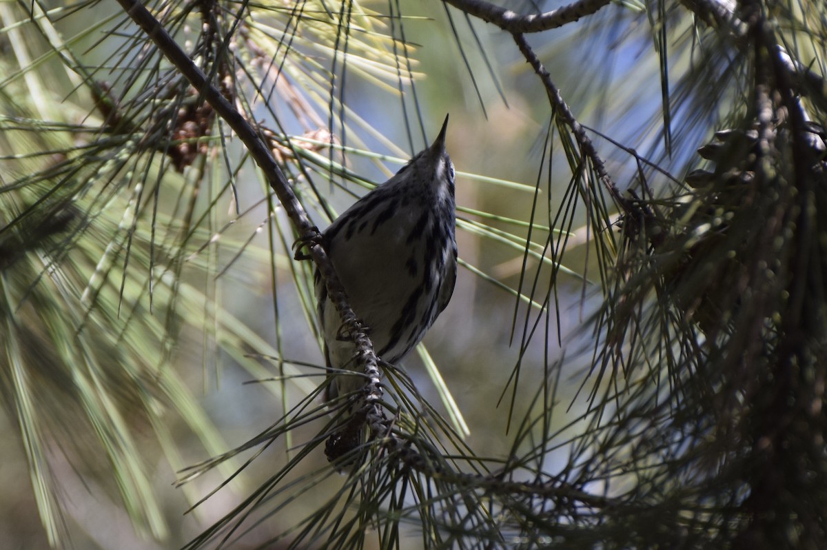 Black-and-white Warbler - ML81050561