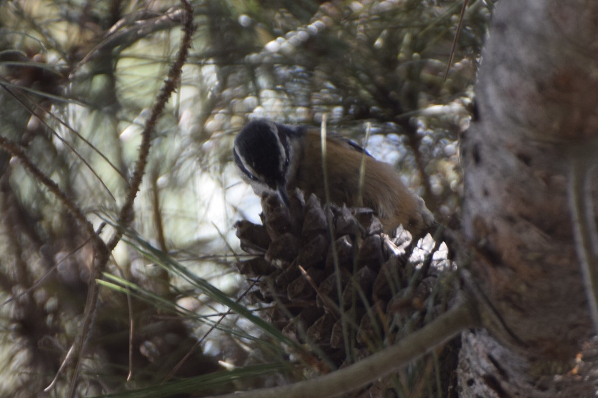 Red-breasted Nuthatch - ML81050591