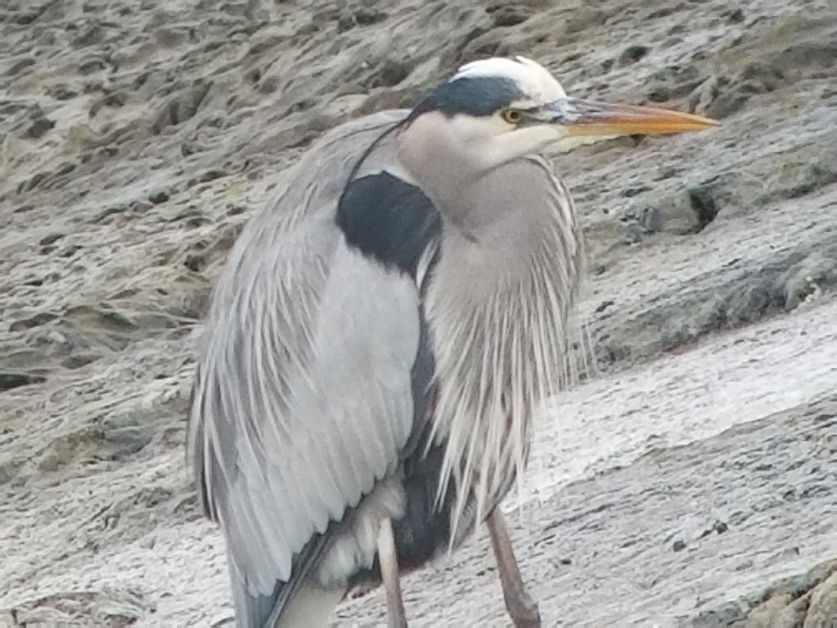 Great Blue Heron (Great Blue) - ML81051191