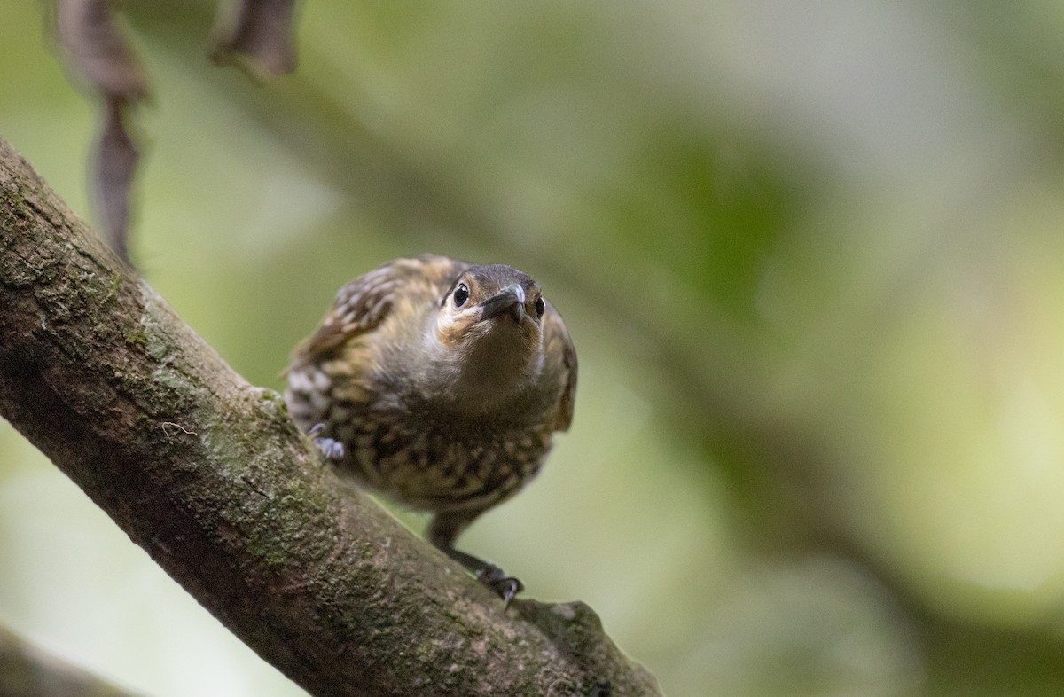 Macleay's Honeyeater - ML81054491