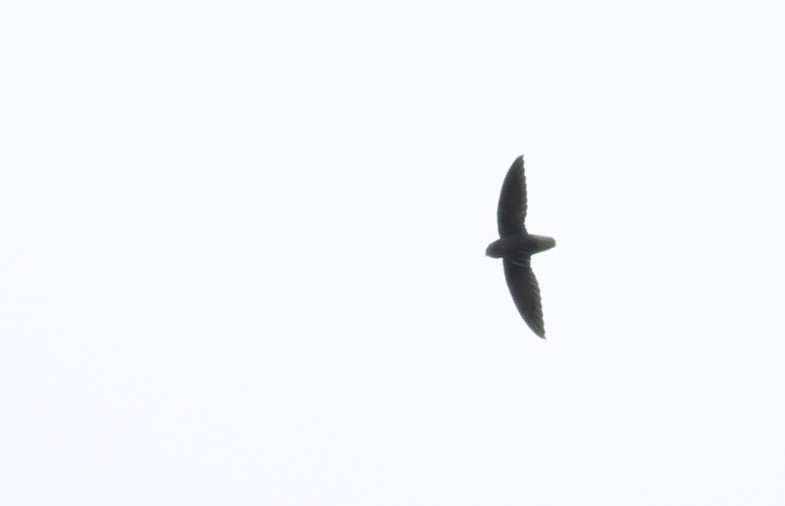Short-tailed Swift - ML81054641