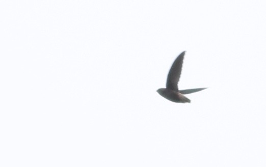 Short-tailed Swift - ML81054711