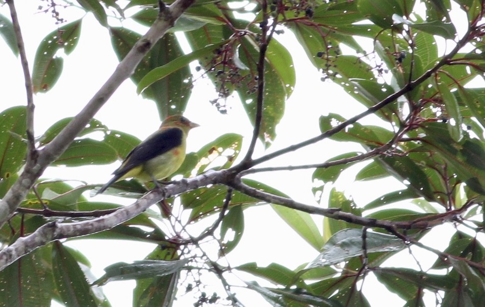 Scarlet Tanager - Alex Wiebe