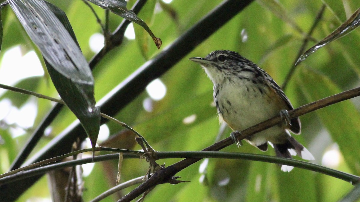 Striated Antbird - ML81056361