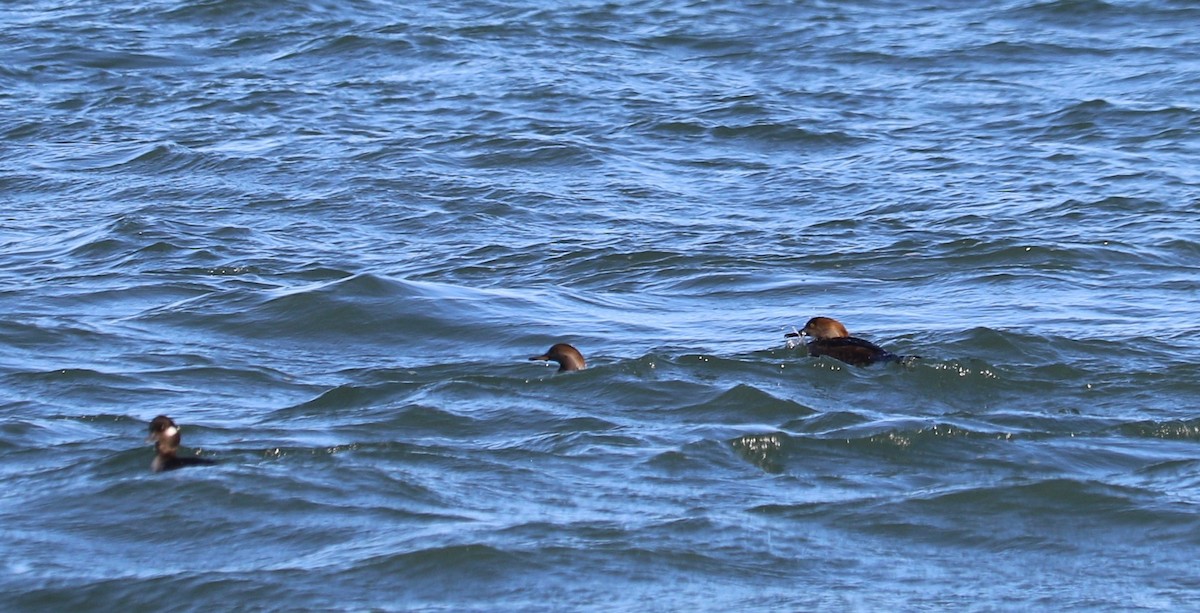 Hooded Merganser - Chelsea Hockenbury