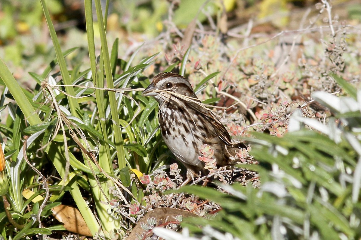 Song Sparrow - ML81058991