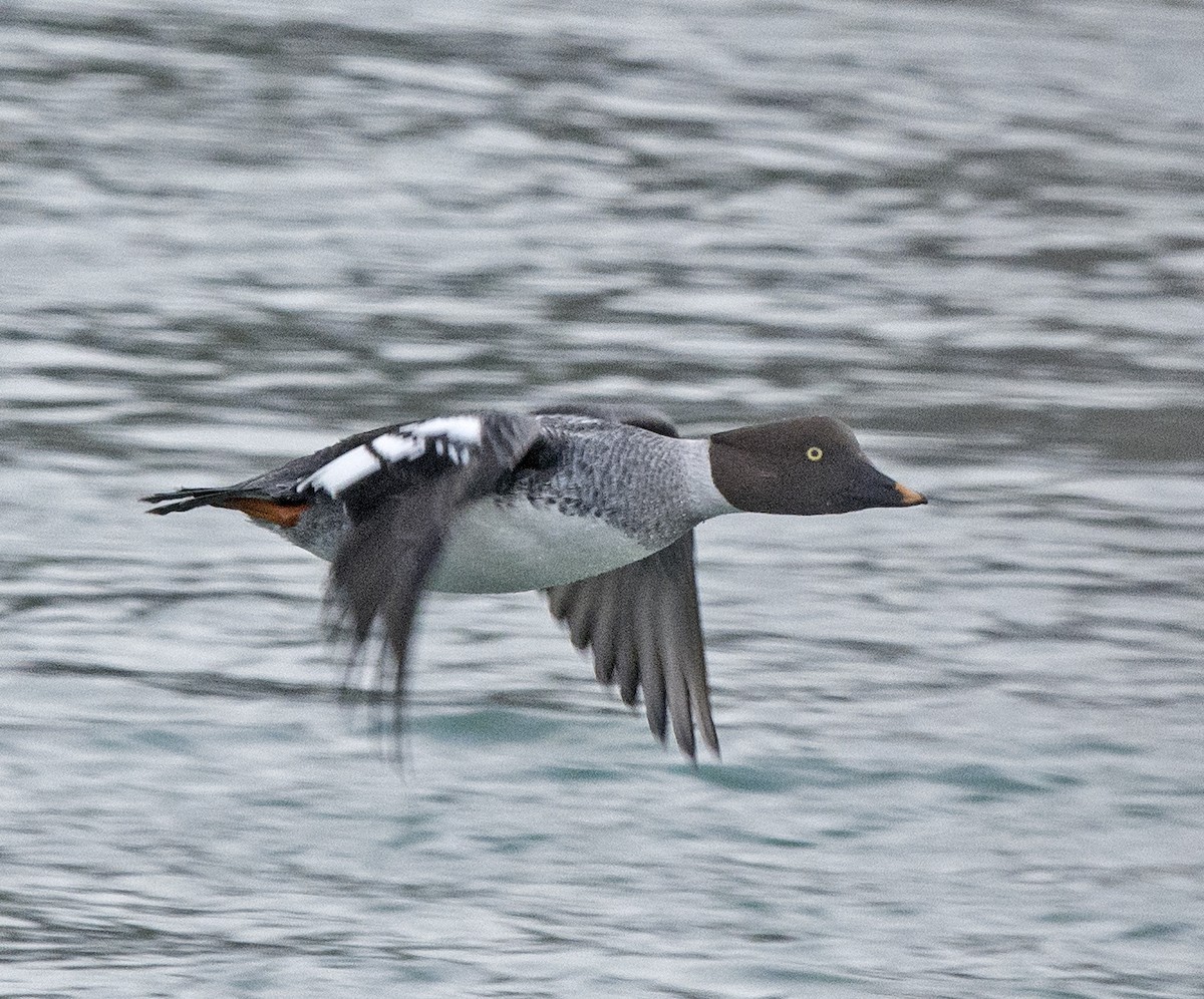 Common Goldeneye - ML81059311