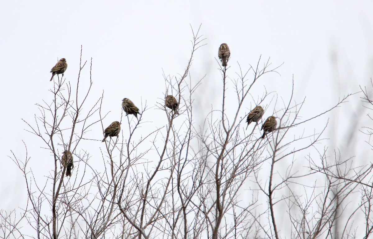 Red-winged Blackbird - ML81059701