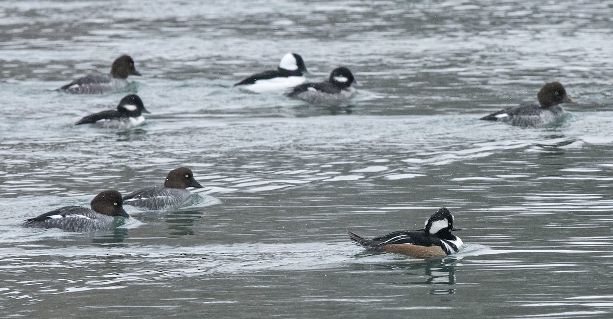 Hooded Merganser - ML81060301