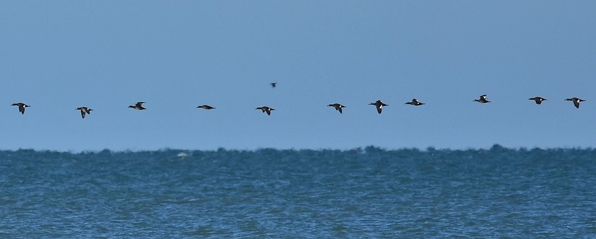 White-winged Scoter - ML81061531