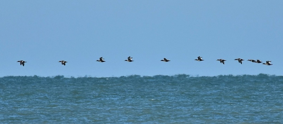 White-winged Scoter - ML81061551