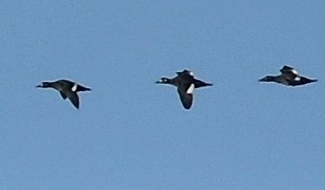 White-winged Scoter - ML81063141