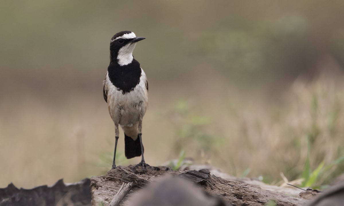 Capped Wheatear - ML81064951