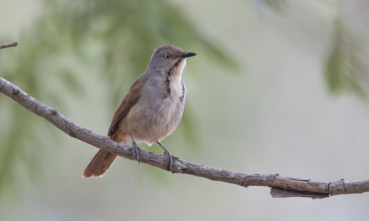 Collared Palm-Thrush - Zak Pohlen