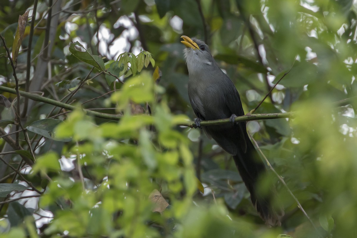 Green Malkoha - Zak Pohlen