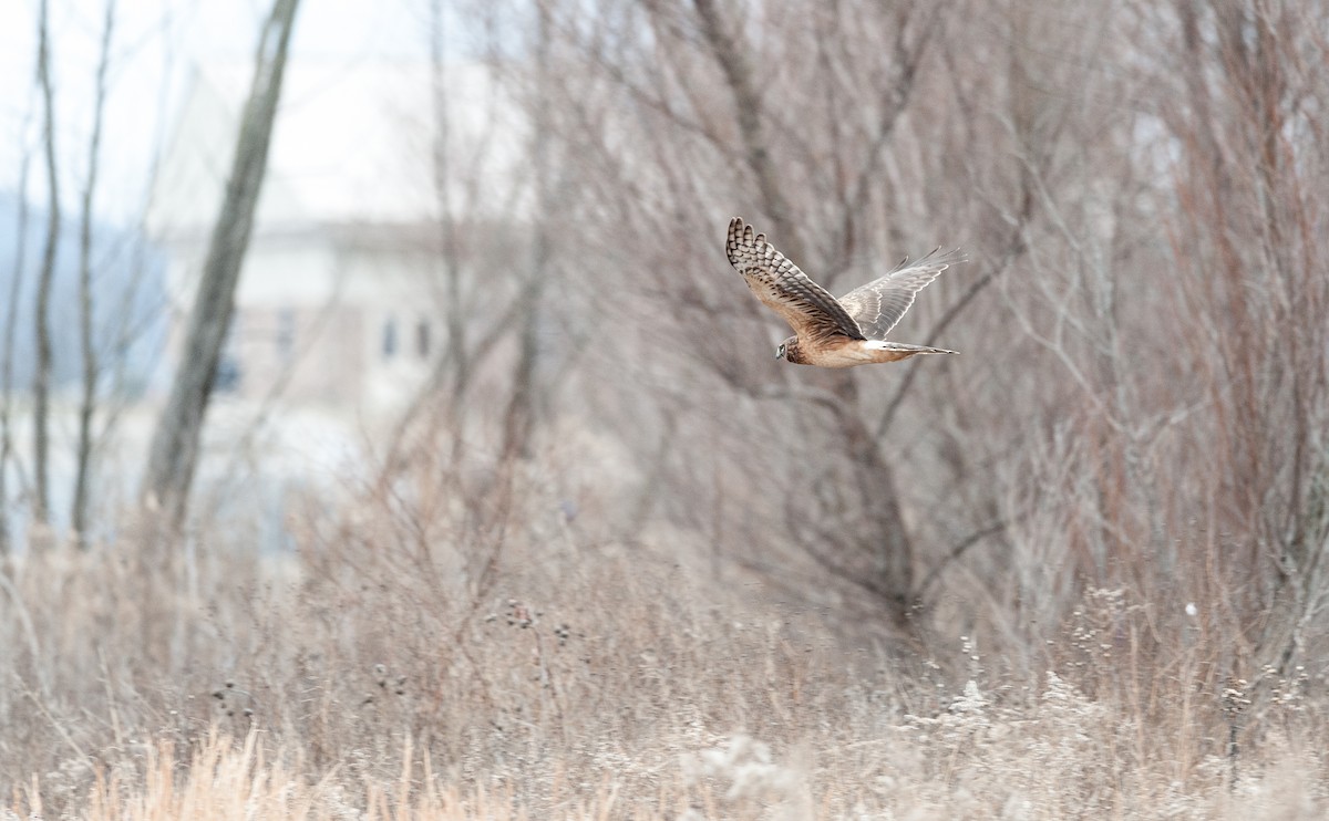 Northern Harrier - Taylor Long