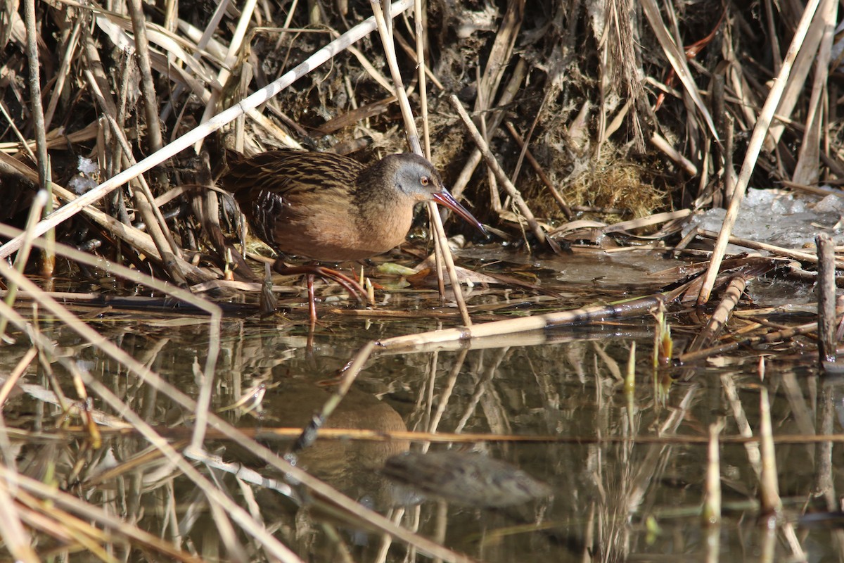 Virginia Rail - ML81067951