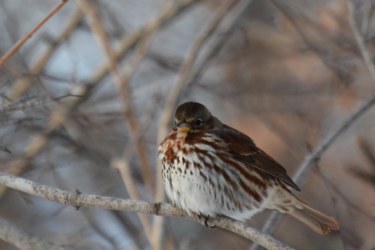 Fox Sparrow (Red) - ML81067991