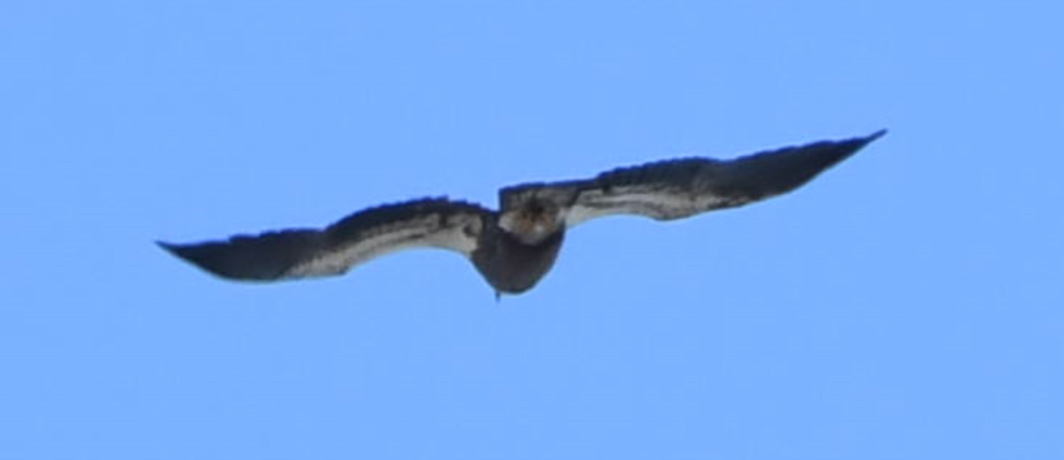 Swainson's Hawk - ML81068021