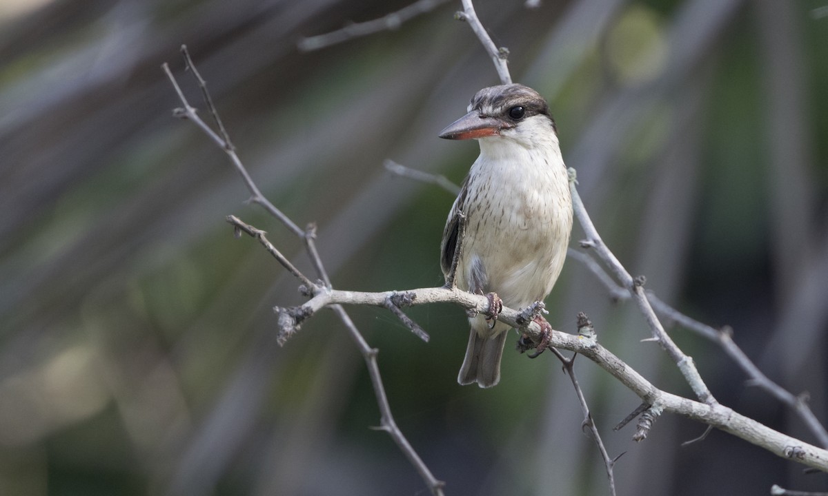 Striped Kingfisher - Zak Pohlen