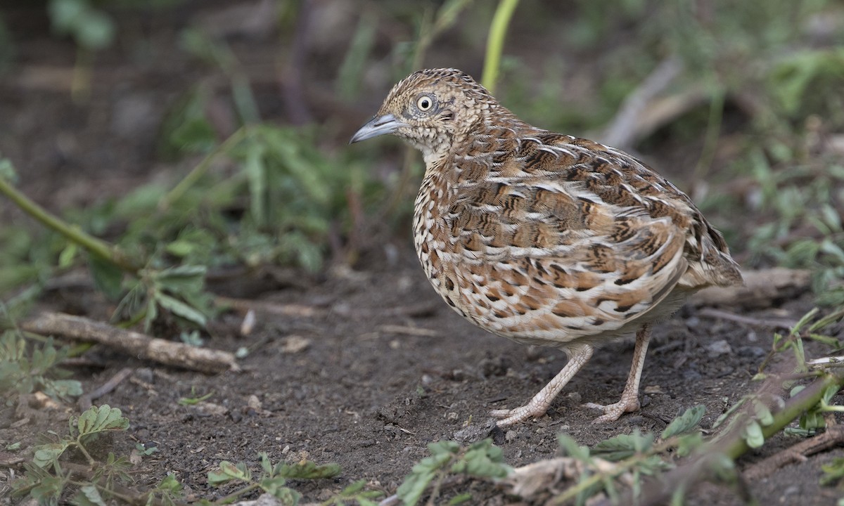 Small Buttonquail - ML81069501