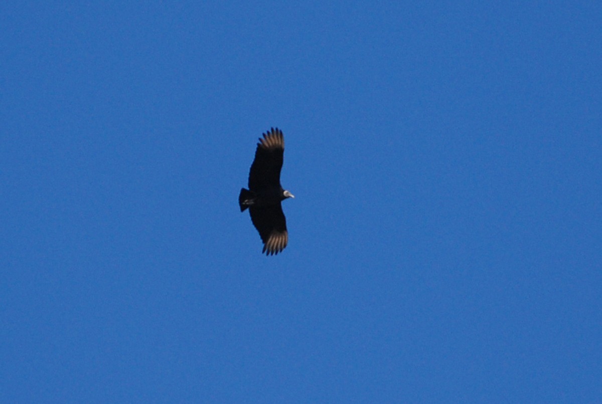 Black Vulture - ML81071271