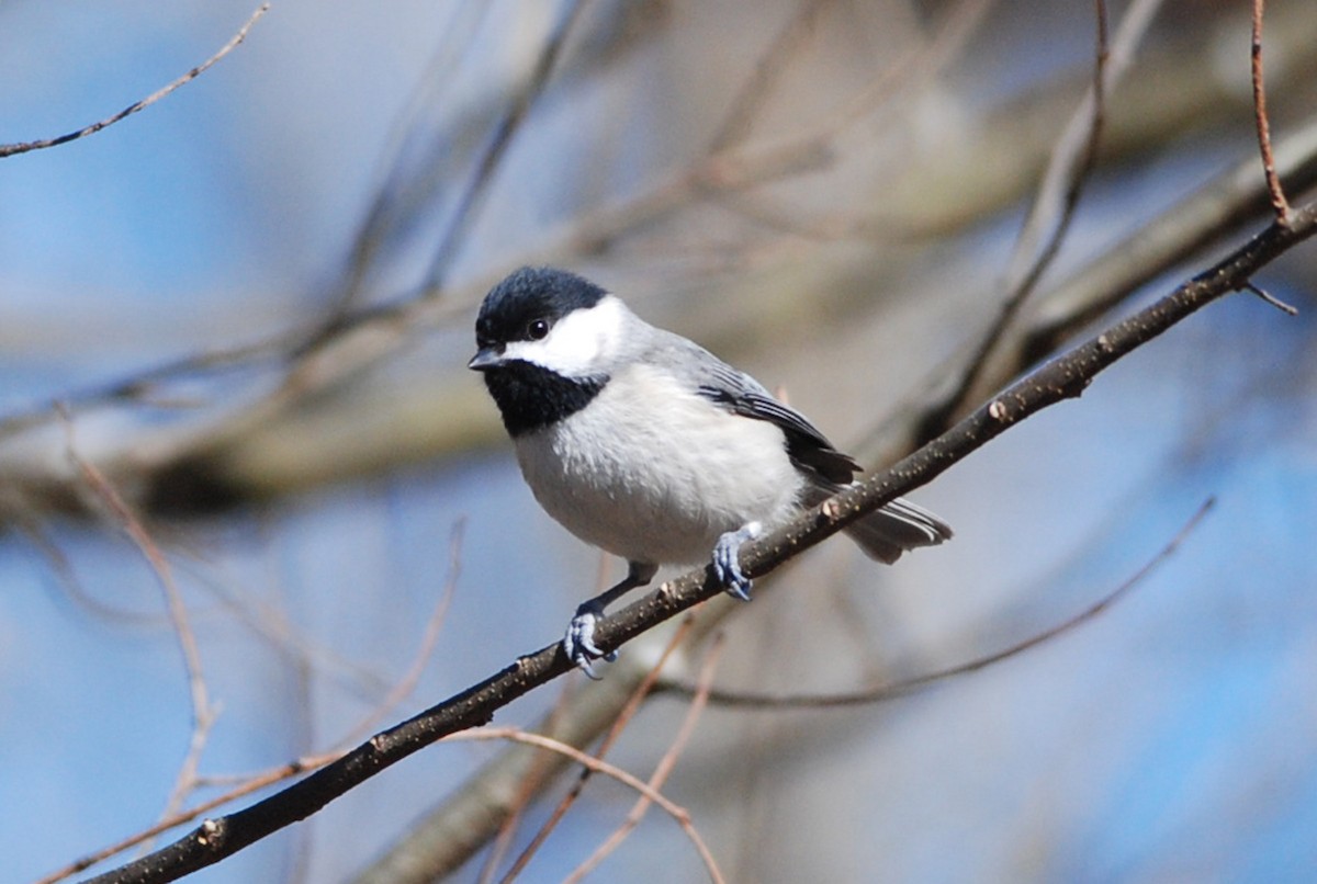 Carolina Chickadee - ML81071441