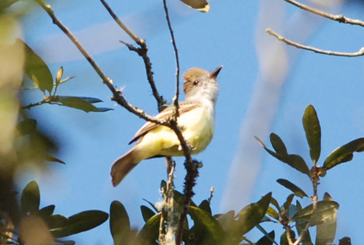 Brown-crested Flycatcher - ML81071771