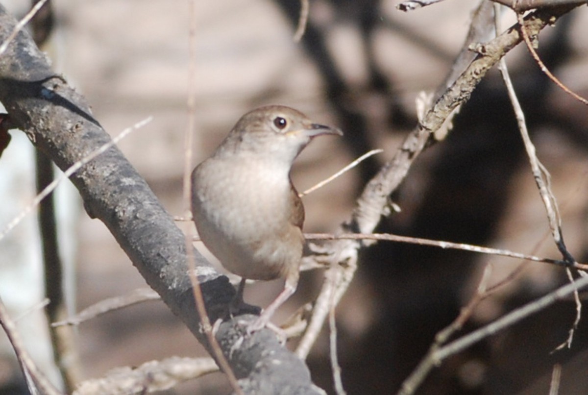 Northern House Wren - ML81072161