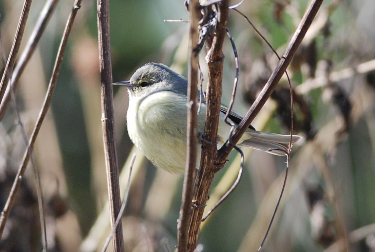 Orange-crowned Warbler - ML81072241