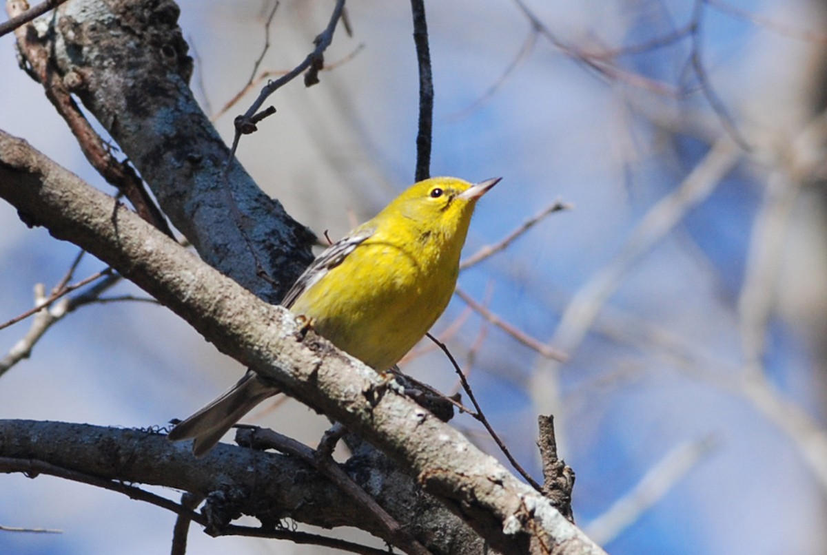 Pine Warbler - ML81072361