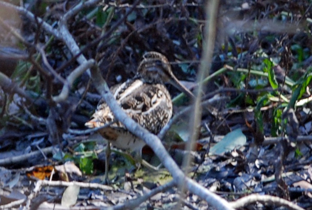 Wilson's Snipe - ML81072381