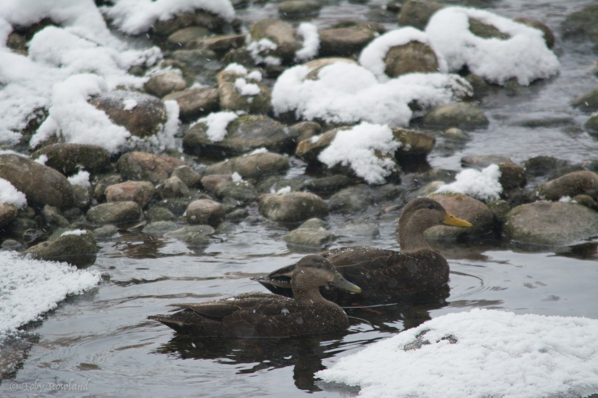 American Black Duck - Toby Rowland