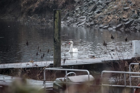 Cygne tuberculé - ML81077831