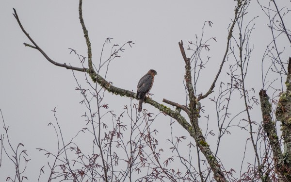 Cooper's Hawk - ML81078281