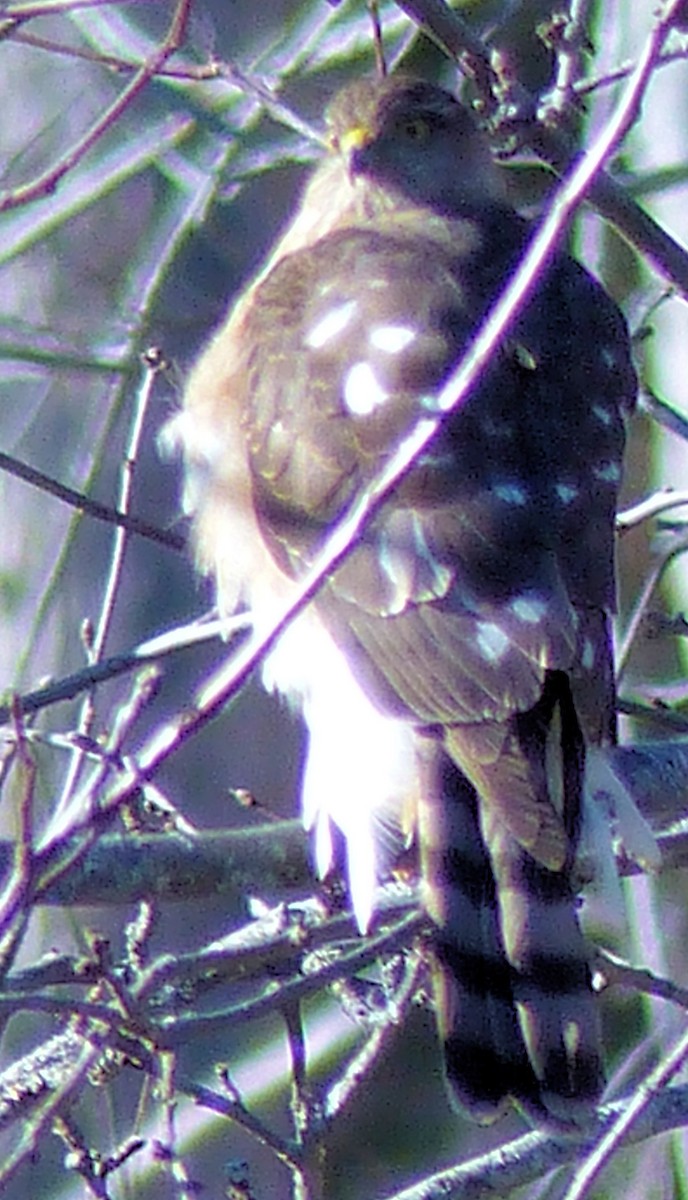 Sharp-shinned Hawk - ML81079691