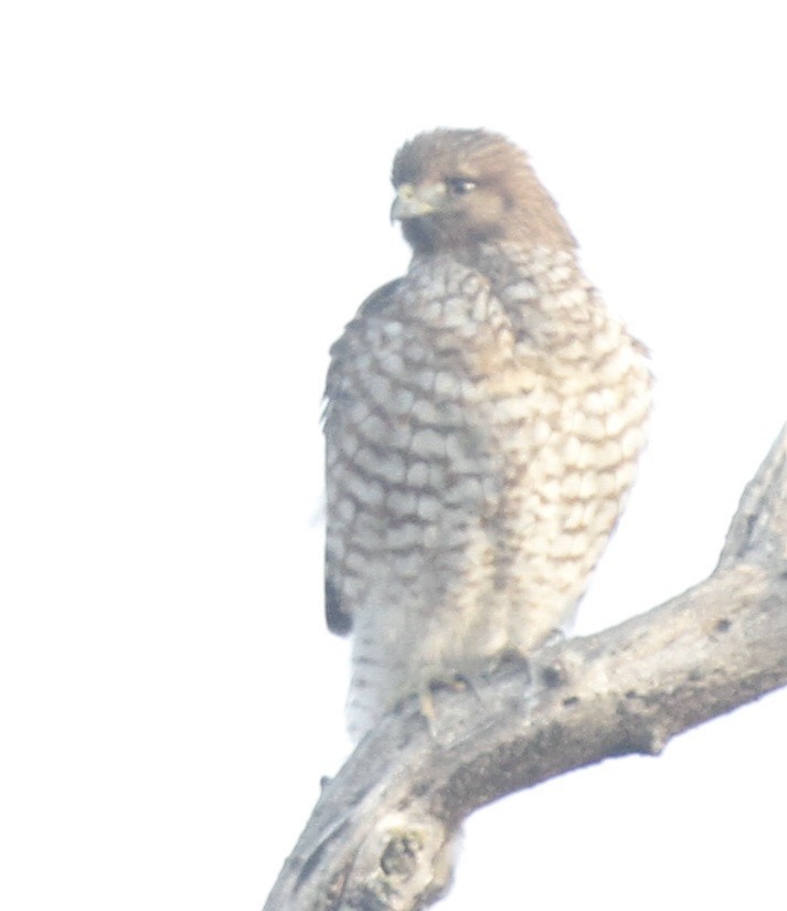 Red-shouldered Hawk - ML81079911