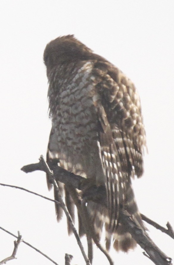 Red-shouldered Hawk - ML81079921